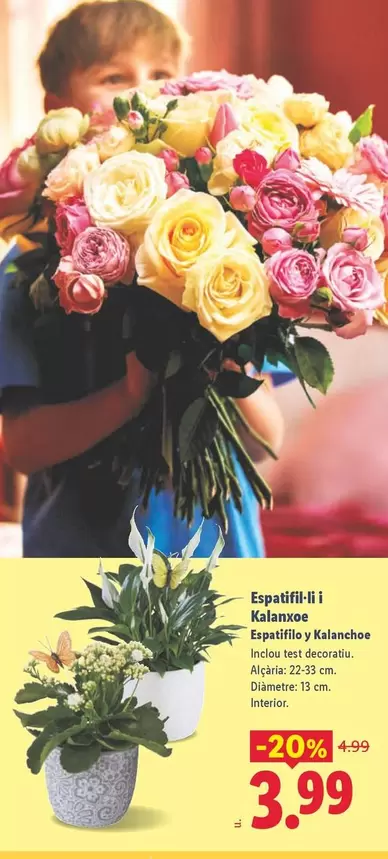 Espatifil Li I Kalanxoe