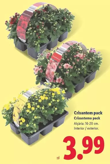 Crisantem Pack