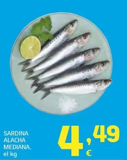 Sardina Alacha Mediana