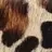 Selma Leopard