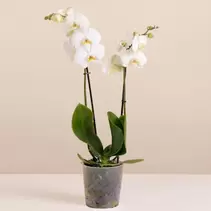 Orquídea Blanca