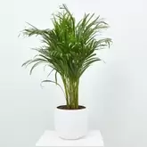 ARECA
