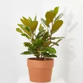 MAGNOLIO