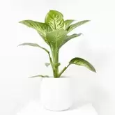 DIEFFEMBACHIA TROPIC MACETA 4L