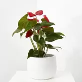 ANTHURIUM ROJO