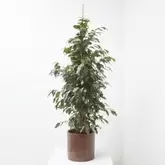 FICUS DANIELLE