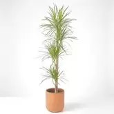 DRACENA MARGINATA