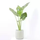 ALOCASIA MACRORRHIZA OREJA...