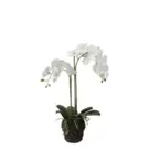 Composition d'Orchidée en terre Petit format - Blanc