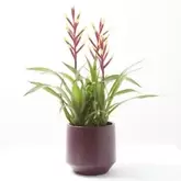 Bromelias triple flor maeta...