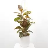 FICUS BELICE MACETA 22CM