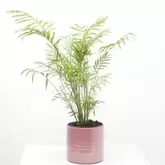 CHAMADOREA MACETA 3L