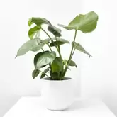 COSTILLA DE ADÁN - MONSTERA...
