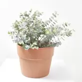 EUCALIPTO MACETA 5L