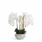 Composition d'Orchidée Séréna 65 cm - Blanc