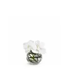 Composition d'Orchidée en vase rond Chloé - Blanc