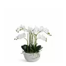 Composition d'Orchidée Séréna 45 cm - Blanc