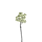 Branche de Baies - Vert clair