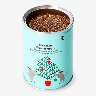 Cultiva tu propio árbol de Navidad