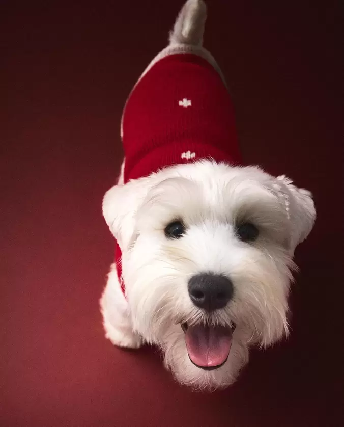JERSEY MASCOTAS NAVIDAD