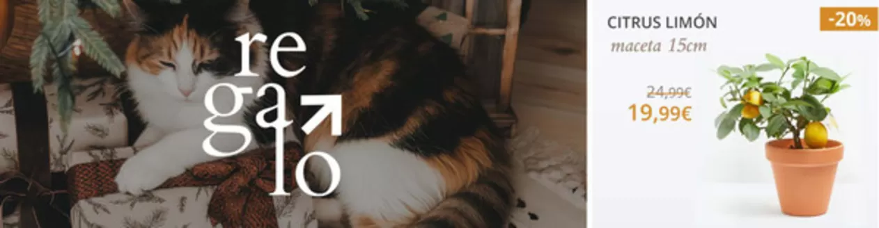 Catálogo Verdecora en San Fernando de Henares | -20% | 2025-12-12T00:00:00.000Z - 2025-12-20T00:00:00.000Z