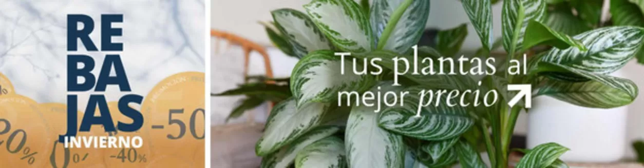 Catálogo Verdecora en Anoeta | Rebajas | 2026-01-20T00:00:00.000Z - 2026-02-02T00:00:00.000Z