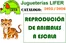 Catálogo Jugueterías Lifer en Santa Cruz de Tenerife | Reprodución de animales a escala | 2025-09-09T00:00:00.000Z - 2026-12-31T00:00:00.000Z