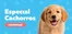 Catálogo Superpet | Excelente oferta para todos los clientes | 2026-09-02T00:00:00.000Z - 2026-09-16T00:00:00.000Z