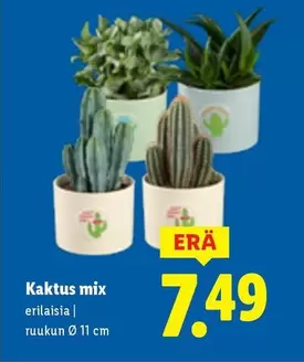 Kaktus mix