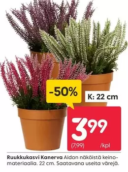 Ruukkukasvi Kanerva