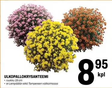 ULKOPALLOKRYSANTEEMI
