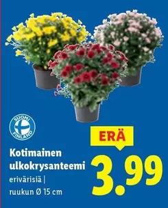 Ulkokrysanteemi