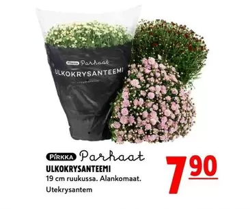 ULKOKRYSANTEEMI