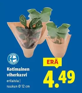 Kotimainen viherkasvi