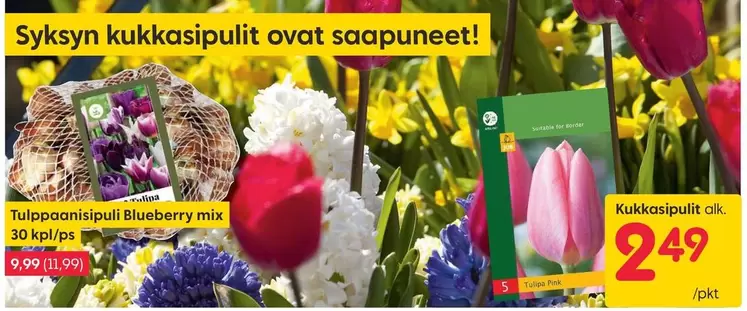 Tulppaanisipuli Blueberry mix, Kukkasipulit