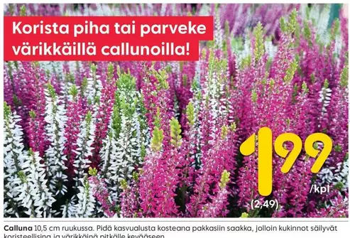 Calluna