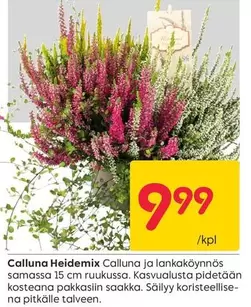 Calluna Heidemix Calluna ja lankaköynnös