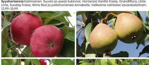 Lime - Syyshortensia Kotimainen. Suuret ja upeat kukinnot. Hortensia Vanilla Fraise, Grandiflora, Little , Sunday Fraise, Wims Red ja pallohortensia Annabelle