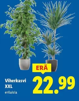 Viherkasvi XXL
