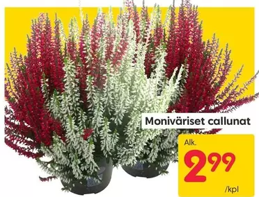 Moniväriset callunat