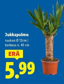 Jukkapalmu