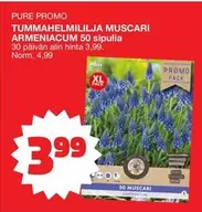 TUMMAHELMILILJA MUSCARI ARMENIACUM