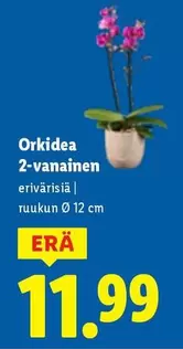 Orkidea 2-vanainen