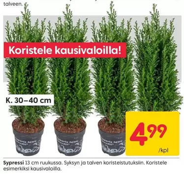 Sypressi