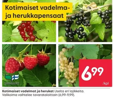 Kotimaiset vadelma- ja herukkapensaat