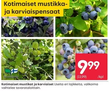 Kotimaiset mustikka- ja karviaispensaat
