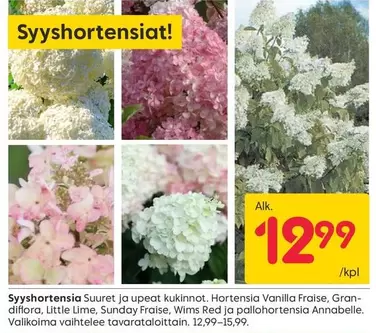 Lime - Syyshortensia