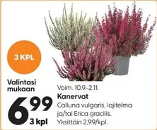 Kanervat