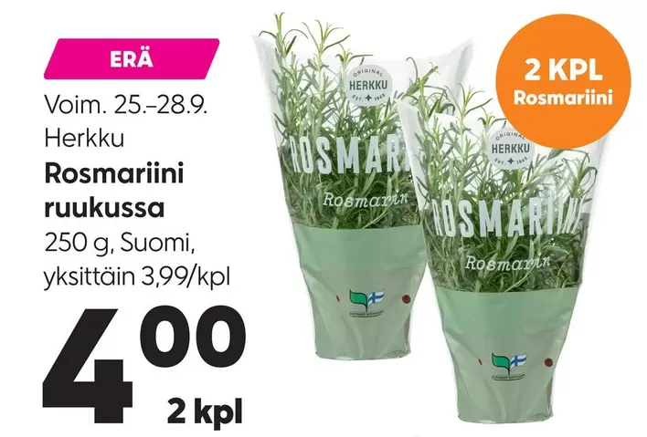 Original - Rosmariini ruukussa