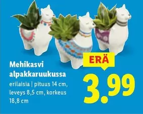 Mehikasvi alpakkaruukussa